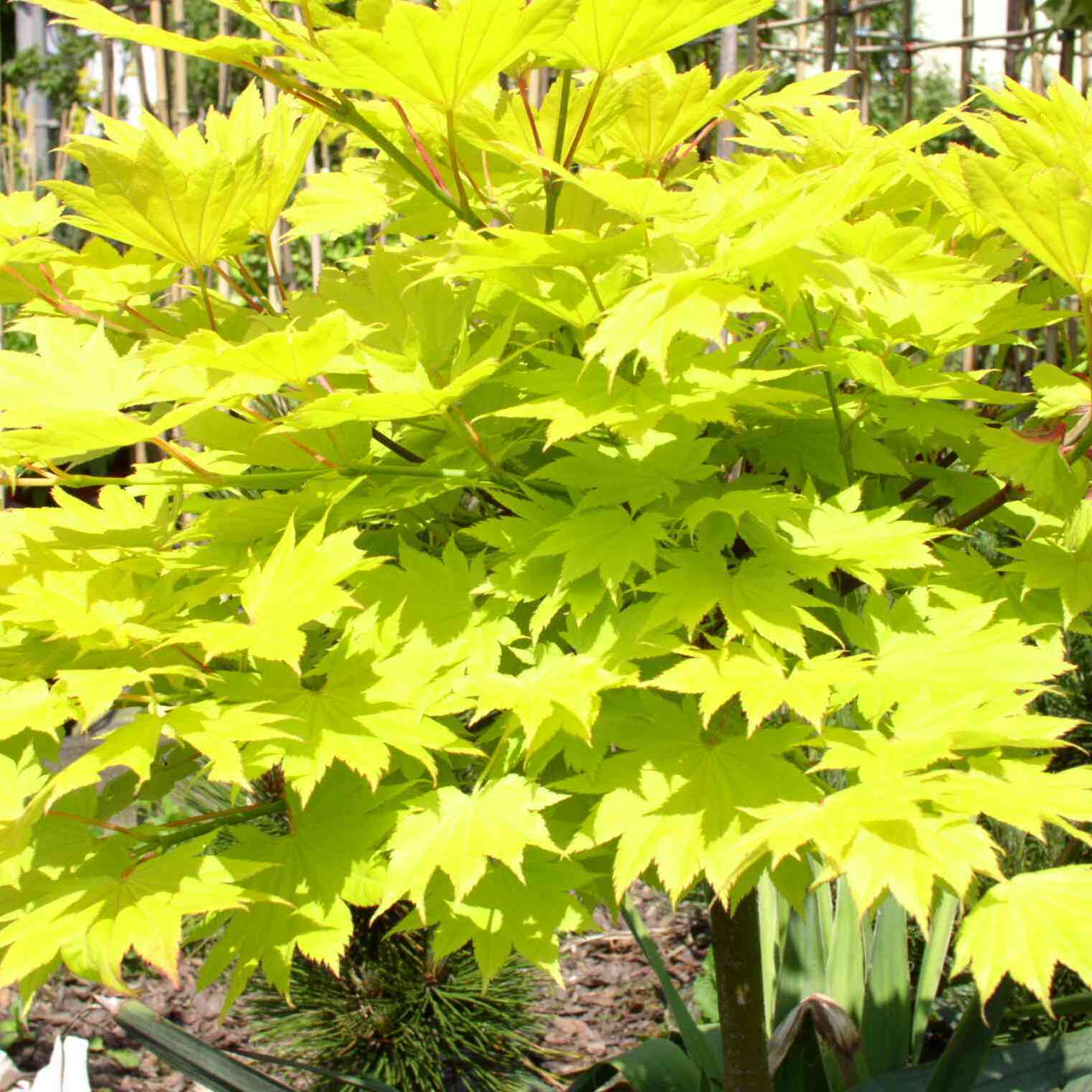 Lunch and Learn: Air Layering Japanese Maples - logo